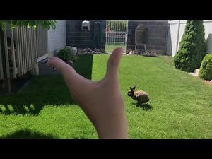 Oobi - S02E04 - Oobi's Bunnies! - Full Episode