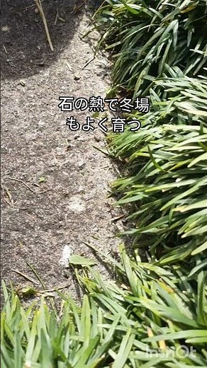 玉竜のよく育つ植え方