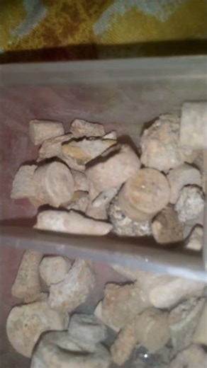 The Most Incredible Prehistoric Fossil Discoveries