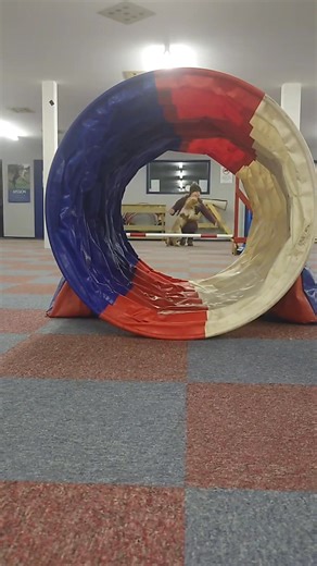 Dog training struggles aren’t a sign you’re failing, they’re a sign you’re training. I’ve been really struggling with Carrot’s gundog work lately. The frustration, the disheartened “why can't we do this?”, the pressure I put on myself because I should know and do better. And honestly? I've got stuck in my own head. So… we’ve stepped back. Not backwards, just back. Back to fun. Back to success. Back to remembering that the relationship matters more. Instead of drilling skills, we’ve been playing.