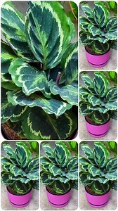 9.9K views · 520 reactions | Calathea Medallion Watering Guide 華 ●Keep soil lightly moist, never soggy ●Water when the top 2–3 cm of soil feels dry ●Use filtered, rain, or distilled water (sensitive to salts) ❄️ In winter: water less often, but don’t let it dry out completely 華 Always empty the saucer after watering to prevent root rot #Calathea #plants #fblifestyle #reels #viral #beauty | Decor & Beauty | Facebook