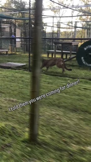 Catty Shack Ranch � | Open every day 1-3 and Friday & Saturday 6 pm buy your tickets when you visit! Visiting is just one way to help us help the animals.... | Instagram