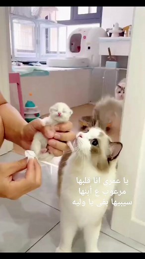 13K reactions · 501 shares | Noha Flower on Reels | Facebook