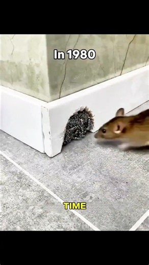 The Evolution Of Rat-Proofing! 🐀
