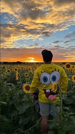 Fukuoka's Largest Sunflower Field: 500,000 Blooms in Full Display Since September 4th