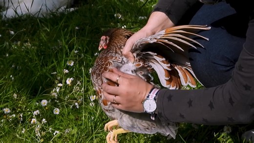 Comment se débarrasser des poux rouges dans le poulailler ?