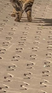 #catwalk #alegria #animals #frenchie #cat #model | Amouni Hipou