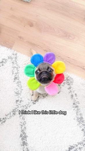 Loulou the Pug on Instagram: "She may be a little odd but I still love her 😂🌼🩷 #pug #dog #dogsofinstagram #pugsofinstagram #WeeklyFluff"