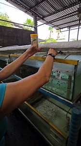 Cardinals from the Rio bariri, Rio negro basin. #cardinal #tetra #barcelos #Brazil #fish #fishtank #aquarium | Premier aquatics ltd