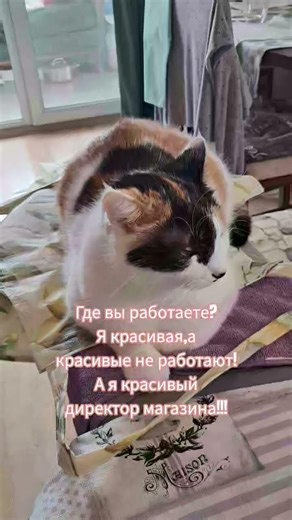 #bulgaria #болгария #cat #котка #katze #красиваямурка #котдиректор #рекомендации #recommendation