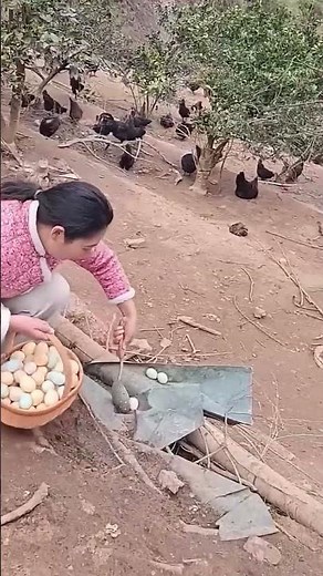 Egg collection process in a poultry farm