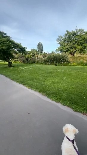 Practising self control wth the ducks  | Angela Terry | Facebook