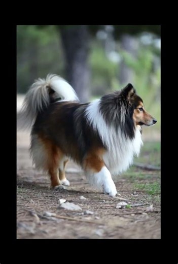 “A Day in the Life of a Sheltie: Pure Joy, Loyalty & Love ❤️🐾”#shorts #trending