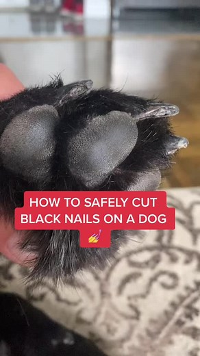 Dog Nail Clipping Tips and Tricks