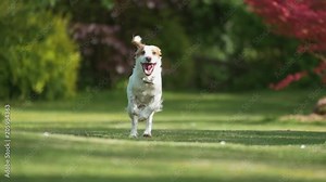 Cute Young Cocker Spaniel Dog Running in Slow Motion