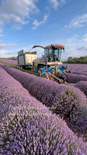 45K views · 413 reactions | HARVEST  || The Lavender Harvest on...