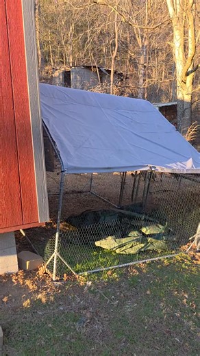 If you’ve been needing a safe, spacious, and easy setup for your chickens, this large metal chicken run is a total game changer. The sturdy frame, secure wire mesh, and waterproof cover give your flock room to roam while staying protected from weather and unwanted visitors. It’s perfect for backyard chicken keepers who want durability without complicated assembly, and it fits comfortably for 6–10 chickens. Whether you’re upgrading your coop setup or starting fresh, this run makes poultry care si