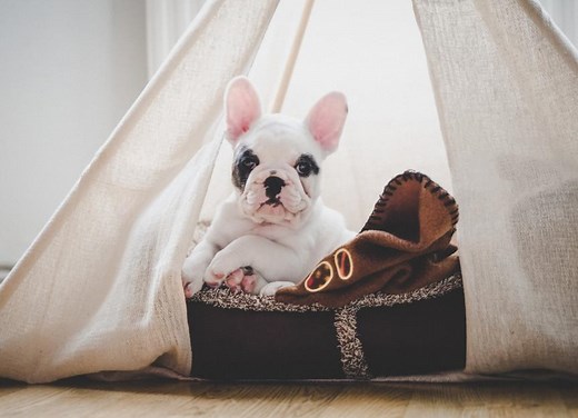 7 Common Puppy Illnesses and How To Protect Your Pup