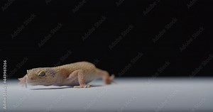 Beautiful gecko with spotted skin, leopard gecko in the studio, wildlife, 4k
