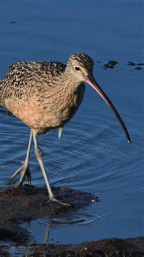 Long Billed Curlew, Monterey, California