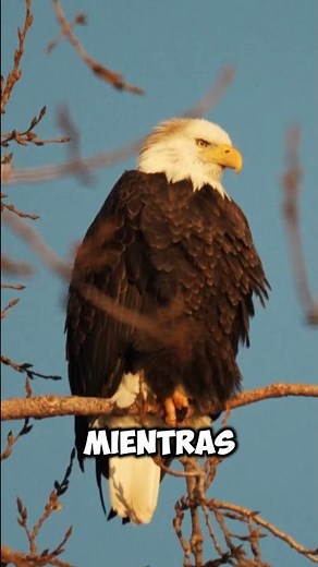 The Bald Eagle Looks Fierce… But Has Extraordinary Vision