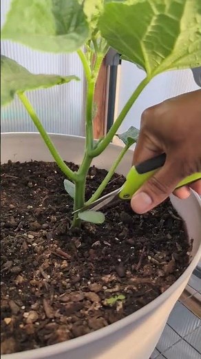 Simple Pruning tips for Cucumbers ! Maximum production ! #gardening #garden