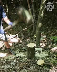 1.7M views · 2.4K reactions | Primal DIY Hammer From Tree Log! | Street Belle Fashion | Facebook