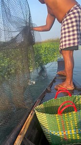 2.1K views | Many moonlight gourami in net #reelsviral #reelvideo #fishing #fish #fishingvideo #hooked #nets #snakehead #trap | Fishing Vlog | Facebook