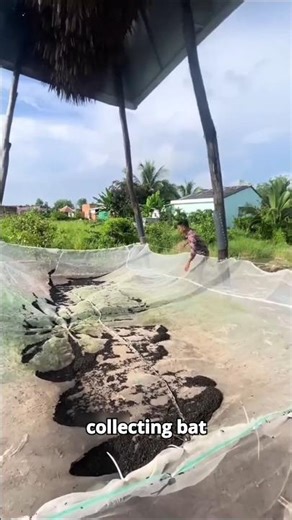 How Indonesian Farmers use Bat Poop to Grow Mushrooms 🍄🤯