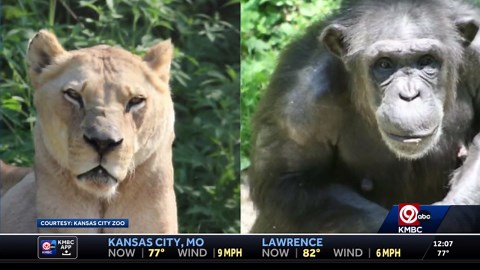Kansas City Zoo & Aquarium mourns loss of beloved lion, chimpanzee this month