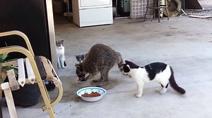 1.1K views · 16 shares | Raccoon steals cat food ! Runs away like a thief ! :) :) :) Credits to: https://goo.gl/vpaibp | Animals Spirit Magazine | Facebook