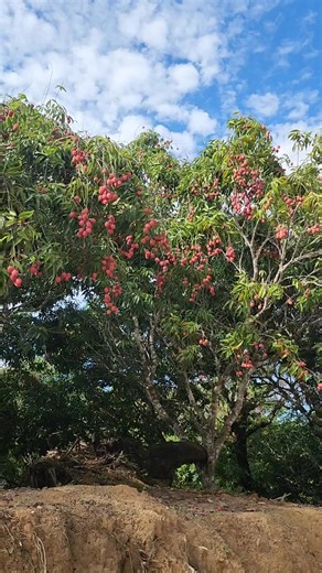 Toongava ety Cote-Est fa manomboka vokatra izy ato🥰 | Madagascar Garden Island