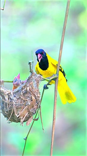 Black hooded Oriole in 4k HDR #birds #nest #hdr