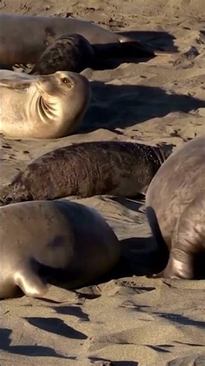 Giant Elephant Seal on the Coast 🦭🌊 #Shorts