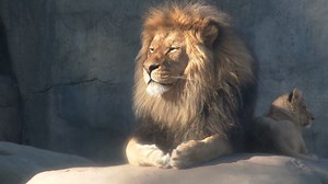 What Happened When 100 Lions Were Let Loose on a Movie Set