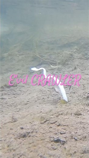 スイムベイト屋の作るストレートワーム#バス釣り #五三川 #大江川 #霞ヶ浦 #fishing #琵琶湖#bassfishing