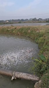 164K views · 1.2K reactions | beautiful Slow motion Fish feed  #village #rails #fishing #fishingtrip #everyone #fishingislife #fishingaddict #fishingdaily #fishinglife #photos | Unity Farm | Facebook