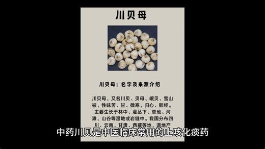 认识国药之川贝母