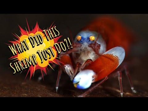 The Pistol Shrimp’s Sonic Boom