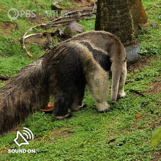 112K views · 2.6K reactions | Did you know? Anteaters have no teeth, but they do have a specially adapted tongue that is two feet long. [VID: Compilation footage of anteaters] | Nature | PBS | Facebook