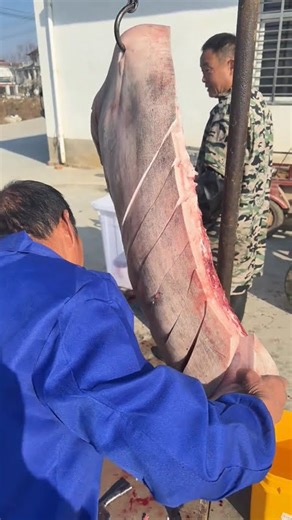 Raw Wild Boar Processing