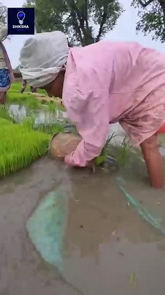 How Do Simple Seeds Turn Into Lush Green Paddy Fields? By Shiksha SQUARE