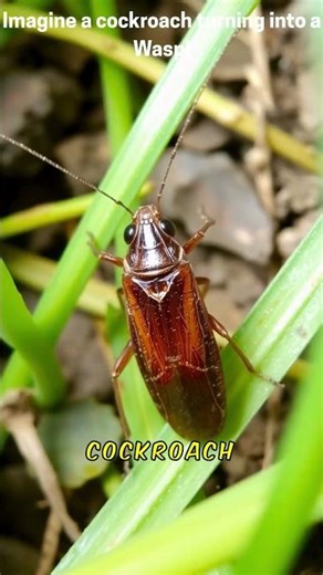 Imagine Cockroach transforms into Wasp!