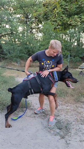 The Doberman guards the owner. Dog training.
