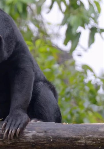 Inside Taronga Zoo S01:E09 - Mr. Hobbs