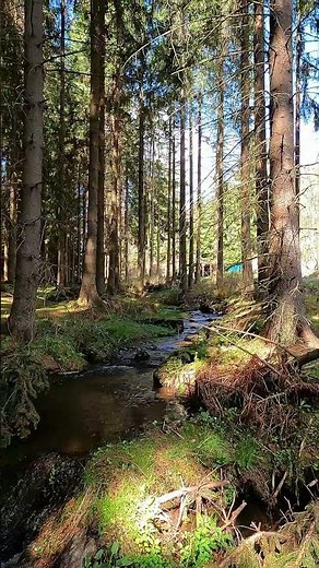 Powerful Forest Stream 🌲 Small Waterfall & Relaxing Nature Sounds 💧 Short #nature #waterfall #reax