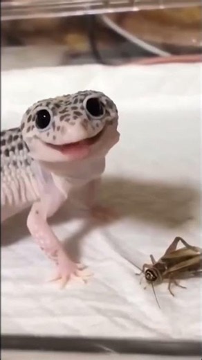 How do lizards lay their eggs⁉️