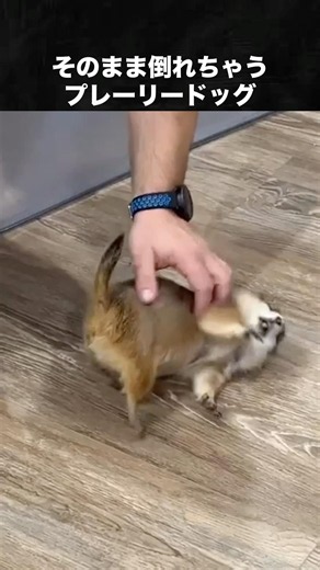 気持ち良すぎて倒れちゃうプレーリードッグ #プレーリードッグ #動物