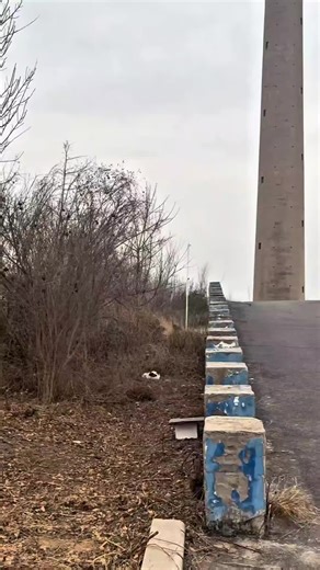 Adopt a Rescue Kitten: Your New Furry Friend Awaits