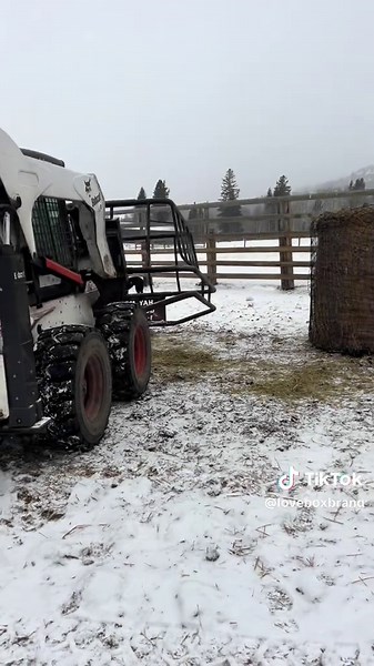 Come feed with us! . First TikTok 😅 This is going to take some practice . #loveboxbrandmeats #Montana #Beef #HayChix #Tarter